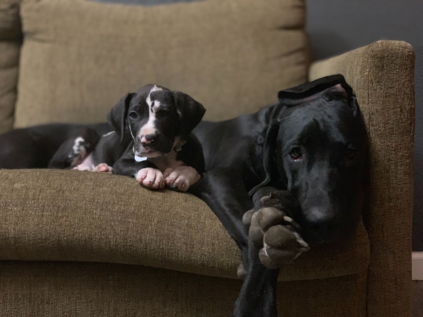Dogs at home